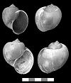 Pomacea canaliculata shell 2.jpg