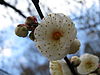 Prunus mume Yabai1.jpg