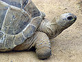 Aldabra.giant.tortoise.arp.jpg