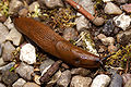 Arion-lusitanicus Spanish-slug.jpg