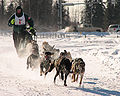 Dogsled racing Alaska.jpg