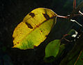 Eucalyptus marginata leaf 1.jpg