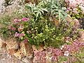 Jardin botanique - Planète pelargonium 4.JPG