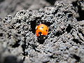 Ladybird etna.jpg