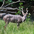 Lesser Kudu.jpg
