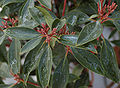 Mountain Laurel Kalmia latifolia 'Olympic Wedding' Leaves and Buds 2575px.jpg
