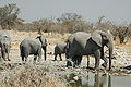 Namibie Etosha Elephant 03.JPG
