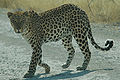 Namibie Etosha Leopard 01.jpg