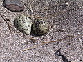 New Zealand Dotterel Eggs.jpg