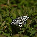 Papilio xuthus.jpg