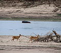 Puku in River Luangwa Vally - Zambia.jpg