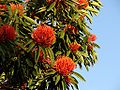 Queensland Waratah-tree 1.jpg