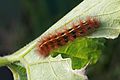 Spilosoma canescens caterpillar.jpg