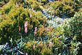 Stylidium graminifolium 2.jpg