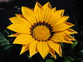 Sunflower 108.jpg