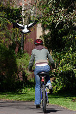 Une cycliste vue de dos sur une route goudronnée, un cassican volant juste au dessus de son épaule gauche.