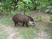 Tapir d'Amérique du sud