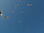 photographie montrant un groupe de sternes en vol vues de dessous ; aucune organisation spécifique ne se remarque