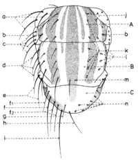 Chétotaxie du thorax dorsal.gif