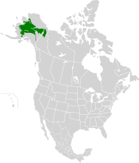 Interior Alaska-Yukon lowland taiga map.svg
