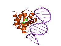 Région de la protéine liant l'ADN(partie C-terminal du domaine IV)