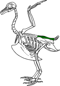 Synsacrum.PNG