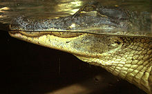 Accéder aux informations sur cette image nommée American-alligator-florida-aquarium-tampa.jpg.