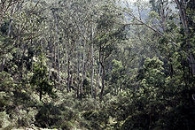 Accéder aux informations sur cette image nommée Australian bush02.jpg.
