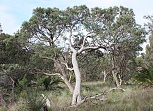 Un grand arbre avec un tronc gris clair ondulé dans un paysage de broussailles sèches
