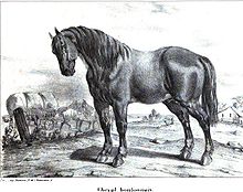Gravure d'un cheval boulonnais en 1848