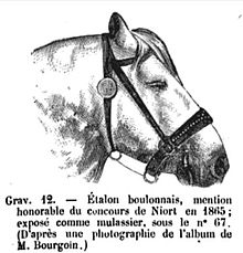 Gravure d'un cheval boulonnais en 1867