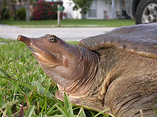 Eastern Spiny Softshell Turtle.jpg
