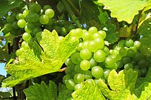 la photo montre une grappe de raisin blanc sur un cep. Les grains translucides piqués de petits points et des feuilles jaunissantes indiquent une bonne maturité.