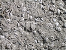 Une roche avec des incrustations en forme d'huîtres