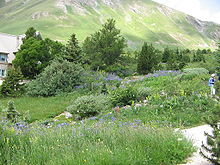 Jardin botanique alpin du Lautaret.jpg