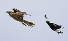 Un Cassican bec grand ouvert volant derrière un rapace, plus gros que lui.