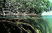 Vue de mangrove