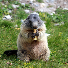 Marmotte dressée sur ses pattes arrières mangeant quelque chose qu'elle tient dans ses pattes avant.