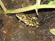 Panamonian Golden Frog 2.jpg