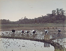 La plantation du riz. Photographie sur papier albuminé.