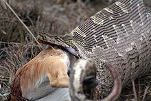 Python natalensis Antelope South Africa.jpg
