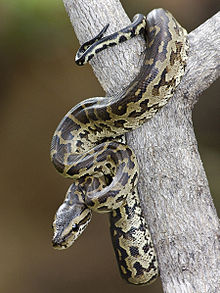 Python natalensis baby Koedoesdraai1.33aspect.jpg