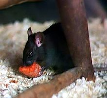 Un rongeur noir vu de profil et mangeant une carotte