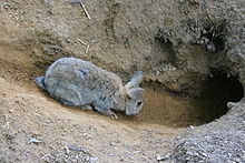 lapin grisâtre entrant dans un terrier sous terre
