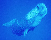 Photographie sous-marine d'un jeune cachalot.
