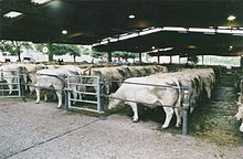 La photographie couleur représente une halle métallique sous laquelle des dizaines de bovins blancs sont alignés. Les animaux mangent du fourrage et sont maintenus par des barrières métalliques.