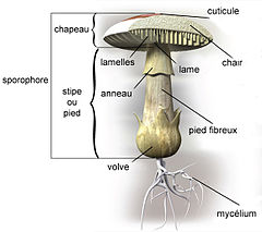 Schéma champignon-agaricale.jpg