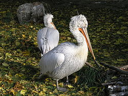  Pélicans frisés (Pelecanus crispus)