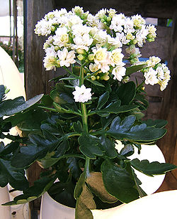  Une Kalanchoe blossfeldiana blanche