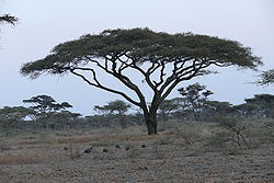  Acacia tortilis dans le Parc national du Serengeti